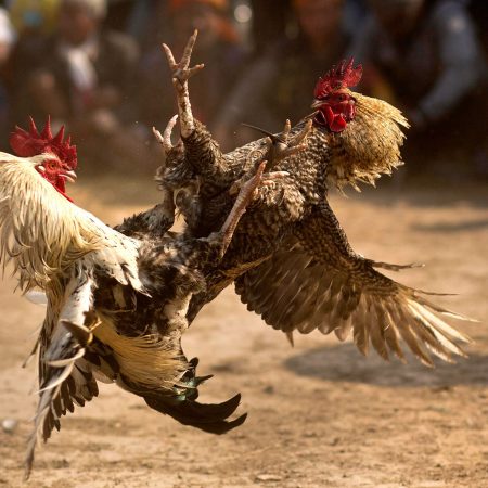 Discover the Exciting World of Sabong International: The Premier Destination for Cockfighting Enthusiasts